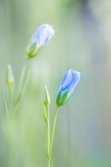 In afwachting van blauw 