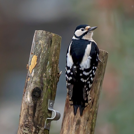 Grote Bonte Specht (female)