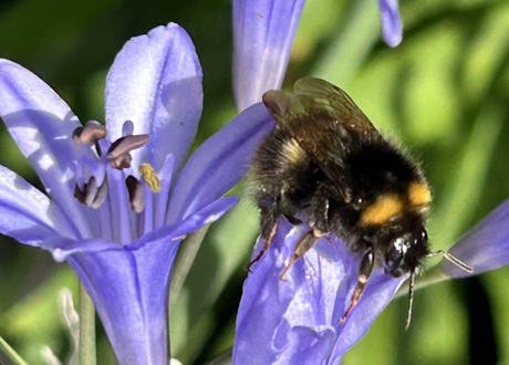 Hommel op aftikaanse lelie
