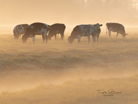 Heerlijke sfeer in de polder 