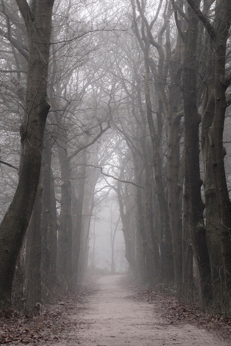 Mistig pad tussen de bomen