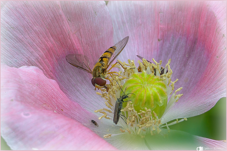 Insecten en de papaver: een drukbezochte bloemenlunch