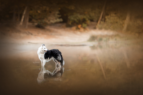 Border collie in het water