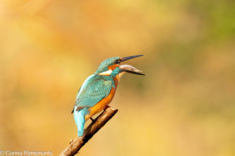 oeps gaat dit wel lukken