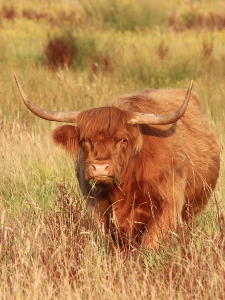 Schotse hooglander