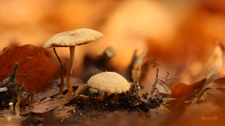 Klein kleiner kleinst