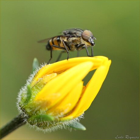 Stomorhina lunata