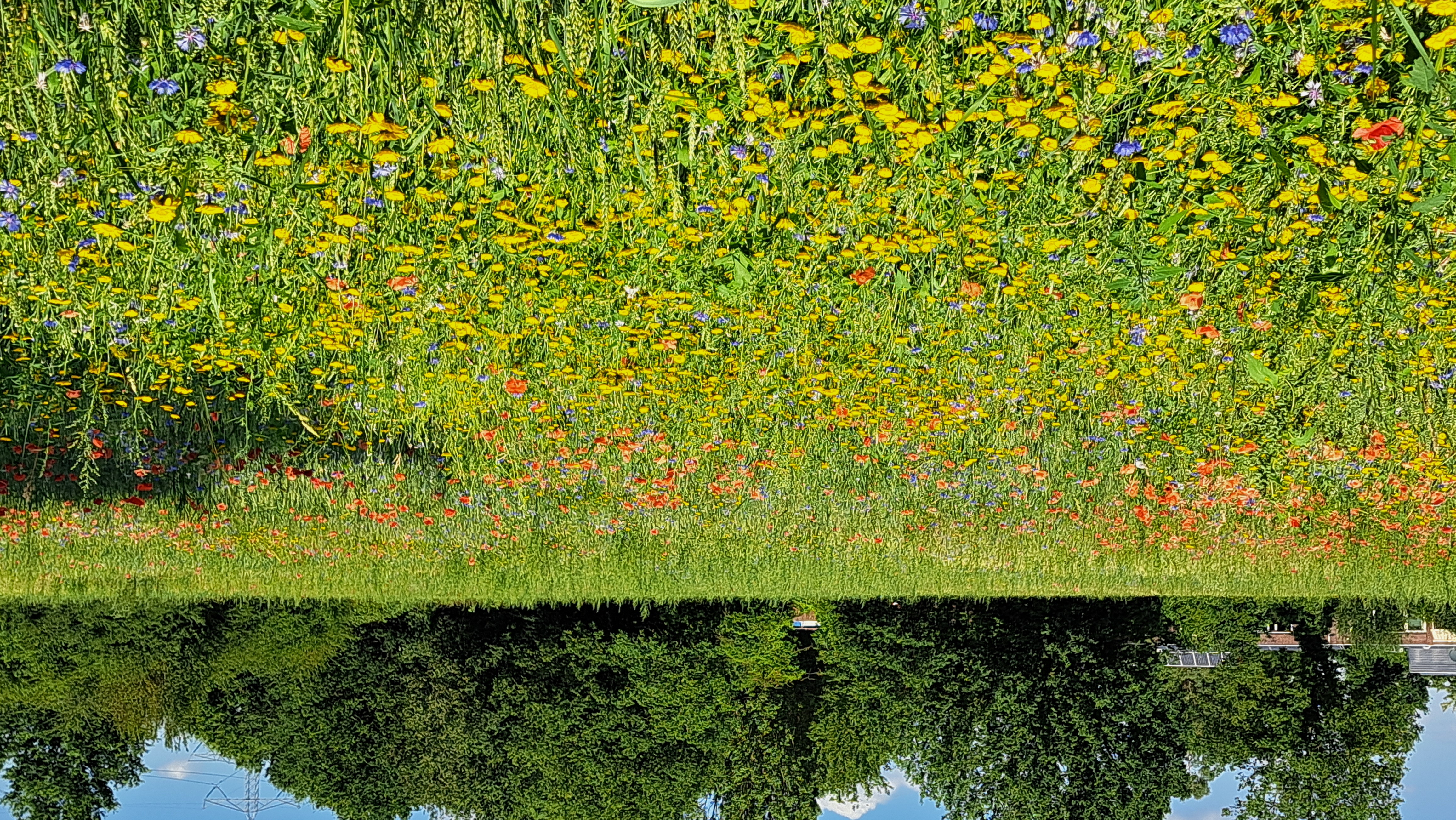 Kleurijk zomer veld