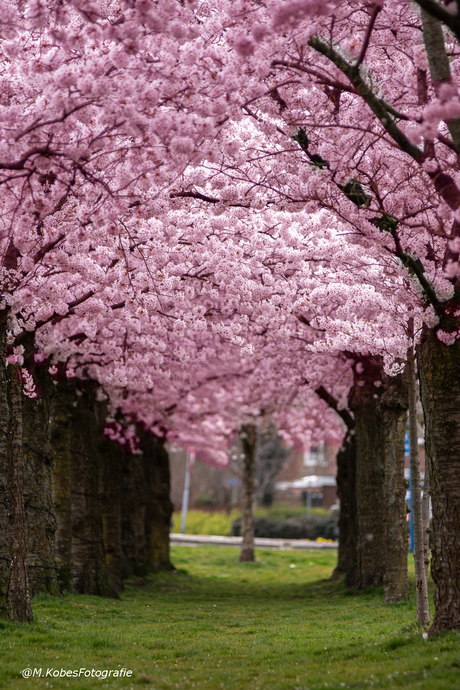 Bloesem bomen