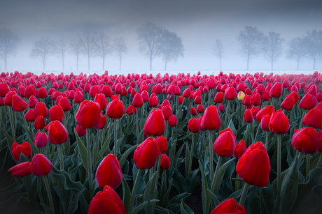 Tulpen in de mist.