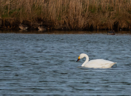 Kleine Zwaan