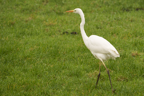 witte reiger