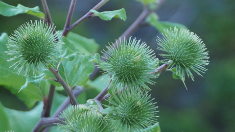 groen groen distelland