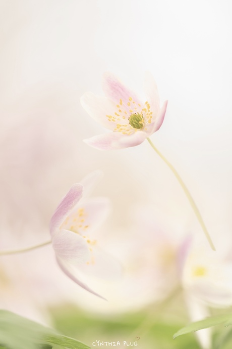 Bosanemonen in hun puurste vorm