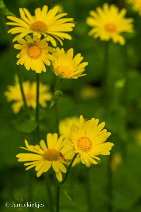 Gele bloemen