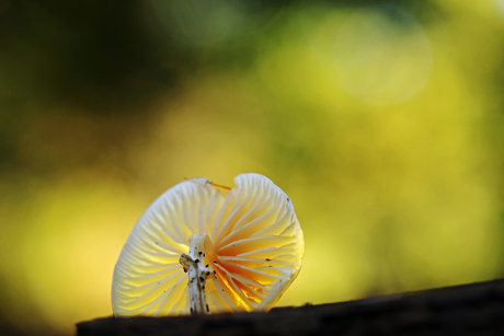 Geknakte porseleinzwam