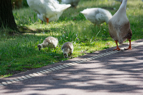 zwaantjes onder hoede