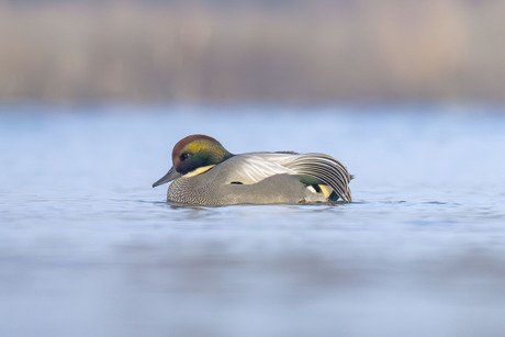 Bronskopeend op herhaling