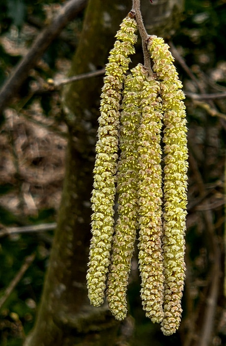 De mannelijke bloeiwijze van de hazelaar.
