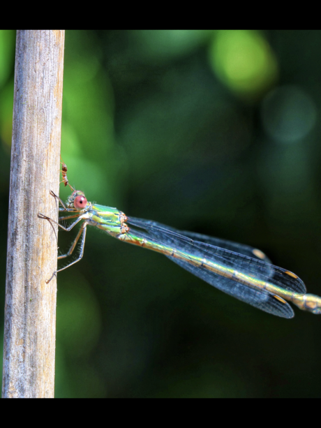 Houtpantserjuffer met mier