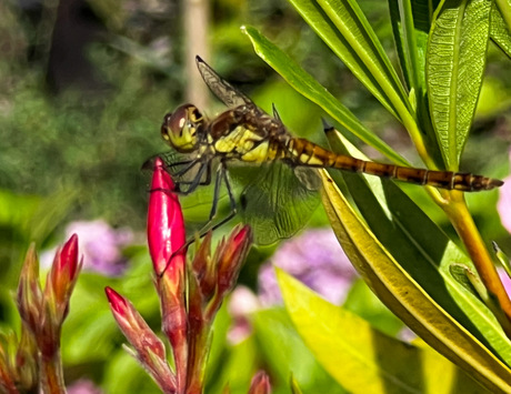 Libelle kijkt me aan