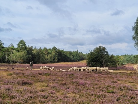 Op de grote stille heide