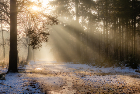 Zonlicht in het bos