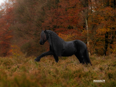 Fries paard in de herfst