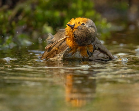 Roodborst