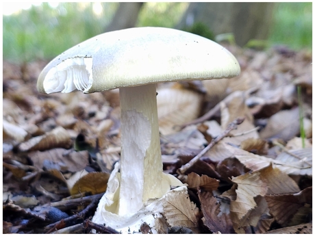 Amanita phalloides