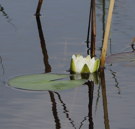 Waterlelie