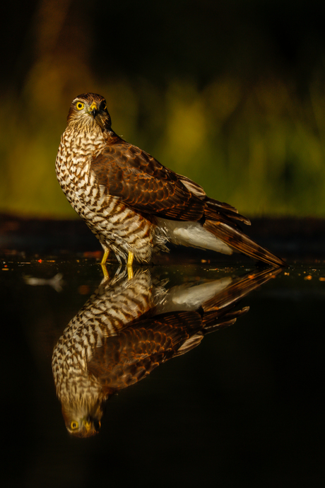 Vogels spotten