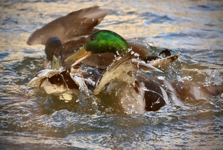 Vogels