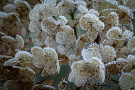 Bevroren hortensia