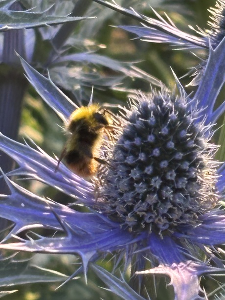 Weide hommel 