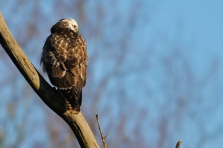 Buizerd