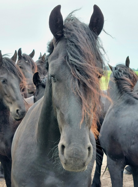 Fries paard