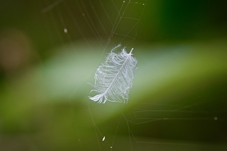 Veer in web…