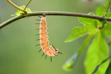 Rups Zebravlinder