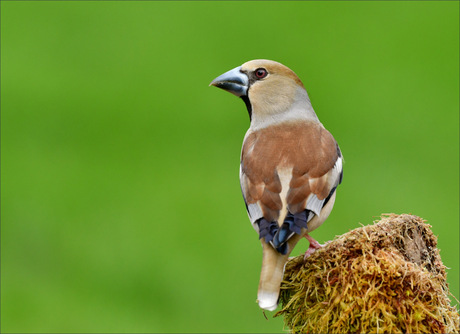 Appelvink dame