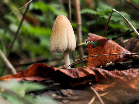 Minilandschapjes creëren 