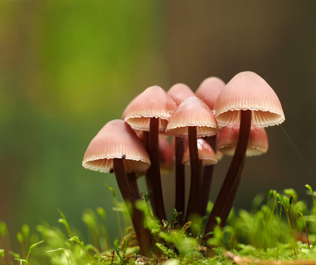 Groep paddenstoelen