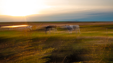 icm intentional cow meuhvement