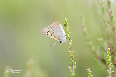 kleine vuurvlinder