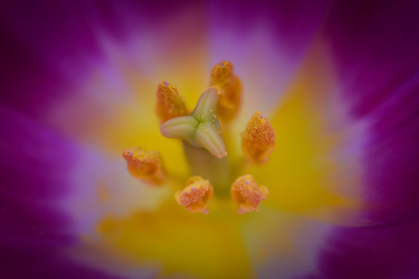 Tulp close up