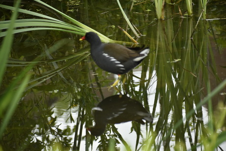 Waterspiegel voor vogels en voor planten 