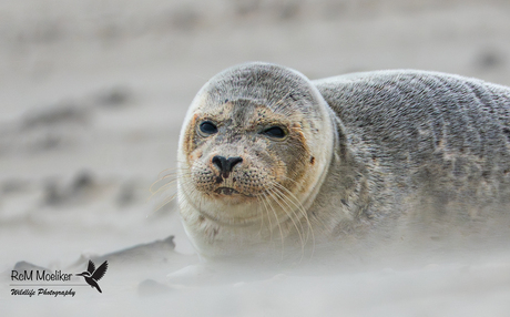 De gewone zeehond.