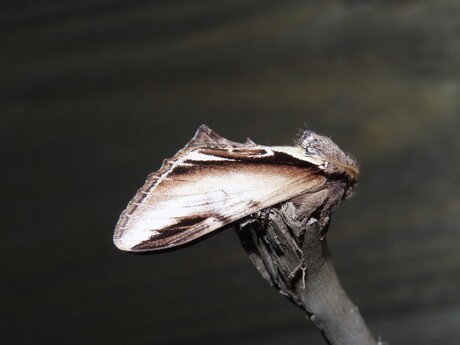 Berkenbrandvlerkvlinder