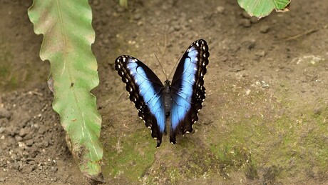 Blauwe Morpho