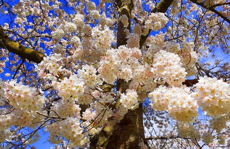 Lente